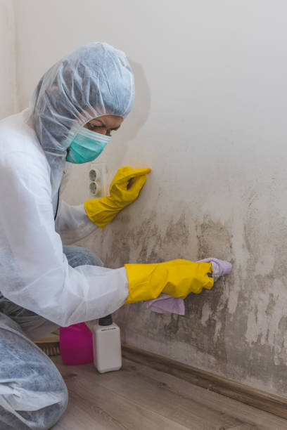Mulino, OR Mold Removal Company