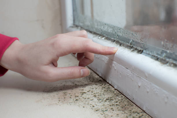 Best Post-Construction Mold Inspection  in Mulino, OR